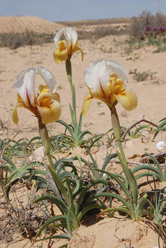 Image of Iris petrana Dinsm.