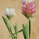 Image de Trifolium berytheum Boiss. & Blanche