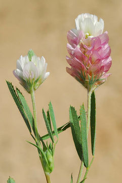 Sivun Trifolium berytheum Boiss. & Blanche kuva