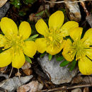 Image of eranthis