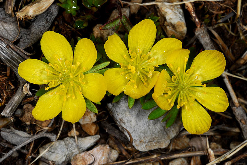 Image of winter aconite