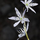 Scilla libanotica Speta resmi