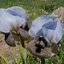Image of Golan Iris