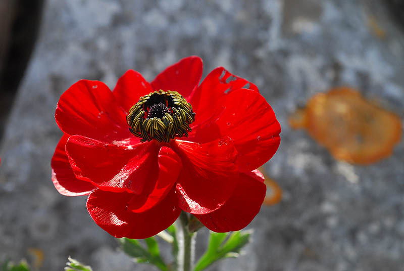 Image of Ranunculus asiaticus