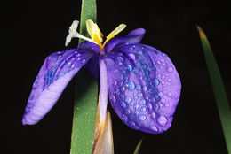 Imagem de Patersonia occidentalis R. Br.