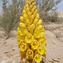 Image of Desert hyacinth