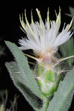 Centaurea pallescens Del. resmi