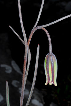 Image of Fritillaria elwesii Boiss.