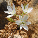 Plancia ëd Ornithogalum neurostegium Boiss. & Blanche