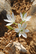 Image of Ornithogalum neurostegium Boiss. & Blanche