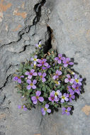 Image de Aubrieta pinardii Boiss.