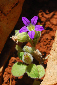 Sivun Campanula camptoclada Boiss. kuva