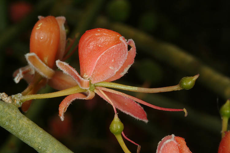 Image de Capparis decidua (Forsk.) Edgew.