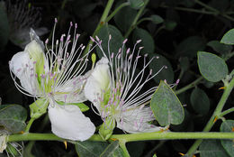 Image de <i>Capparis sicula</i>