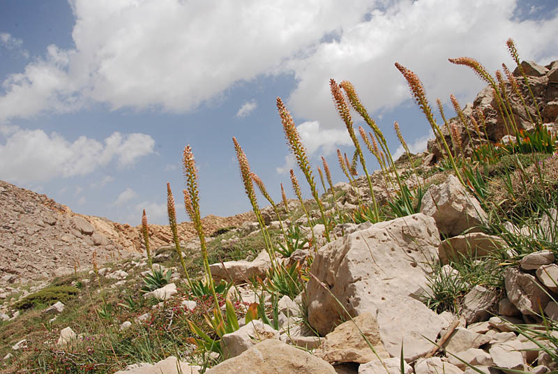 Image of Eremurus spectabilis M. Bieb.