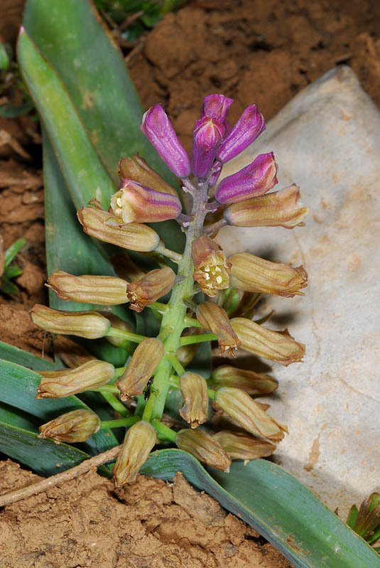 Image de Bellevalia hermonis Mouterde