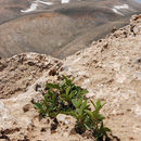 Image of <i>Rhamnus libanotica</i>
