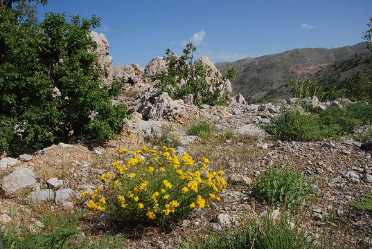 Image of Hypericum scabrum L.