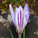 Image of <i>Crocus biflorus</i> ssp. <i>isauricus</i>