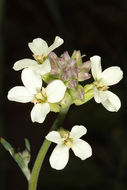 Imagem de Erysimum crassipes Fisch. & C. A. Mey.