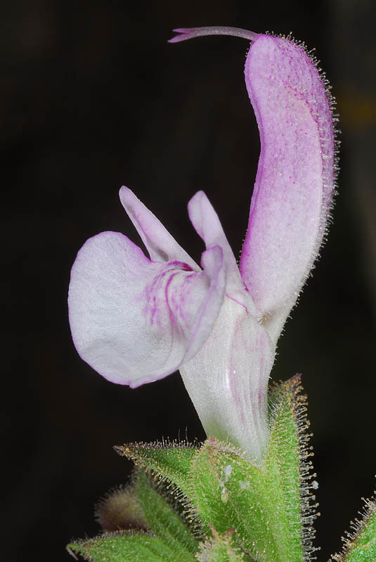 Image of Jerusalem salvia