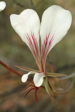 Слика од Pelargonium tetragonum (L. fil.) L'Her.