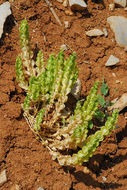 Image of Cruciata articulata (L.) Ehrend.