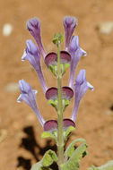 Image of Scutellaria brevibracteata Stapf