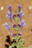 Image de Scutellaria brevibracteata Stapf