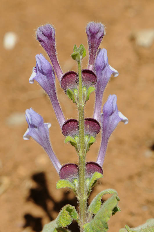 Image de Scutellaria brevibracteata Stapf