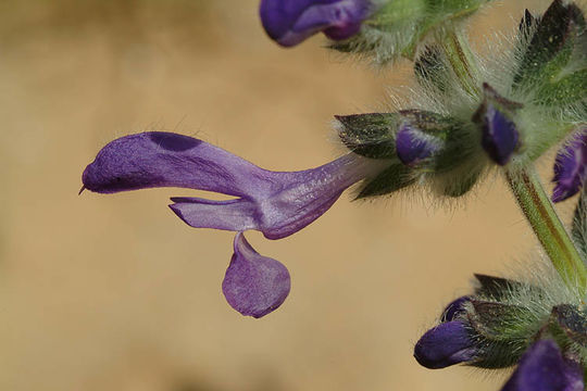 Imagem de Salvia lanigera Poir.