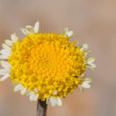 Anthemis pauciloba Boiss.的圖片