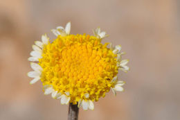 Слика од Anthemis pauciloba Boiss.