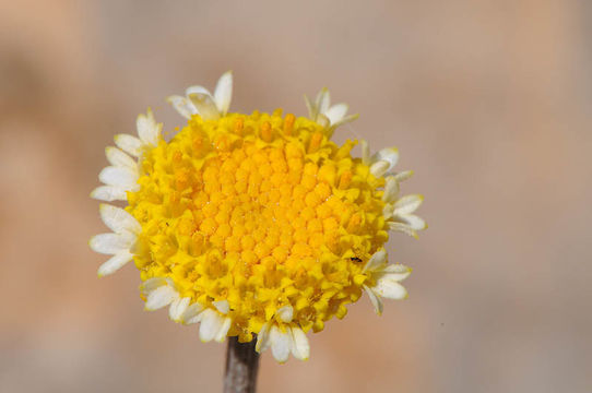 Слика од Anthemis pauciloba Boiss.