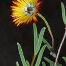 Image of Drosanthemum micans (L.) Schwant.
