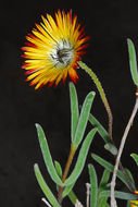 Image of Drosanthemum micans (L.) Schwant.