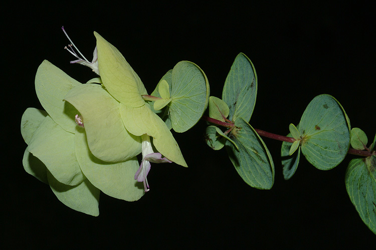 Image of Origanum rotundifolium Boiss.