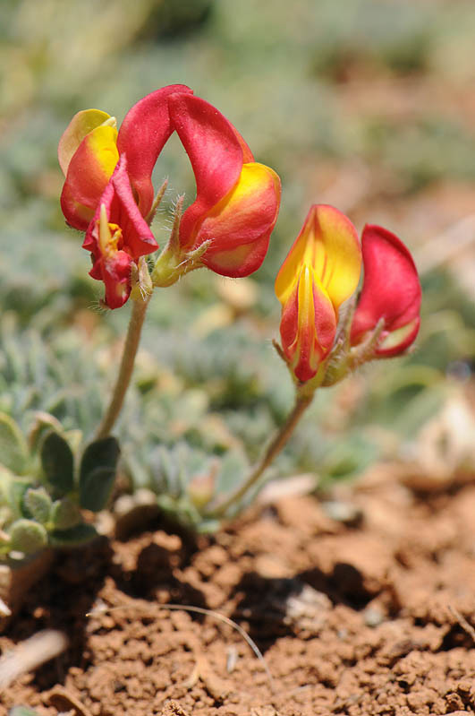 Слика од Lotus corniculatus L.