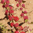 Image of <i>Chenopodium foliosum</i>