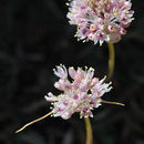 Image of Allium rupicola Boiss. ex Mouterde