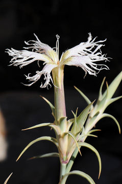 Image of Dianthus libanotis Labill.