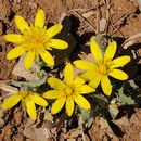 Sivun Tragopogon buphthalmoides (DC.) Boiss. kuva