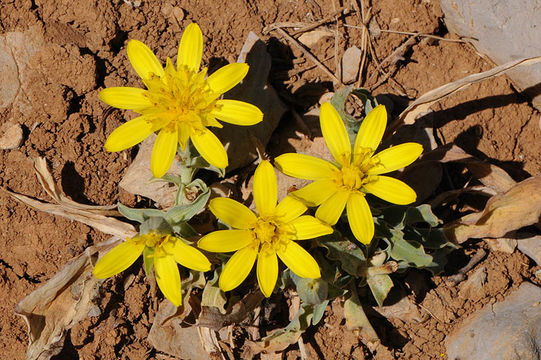 Sivun Tragopogon buphthalmoides (DC.) Boiss. kuva