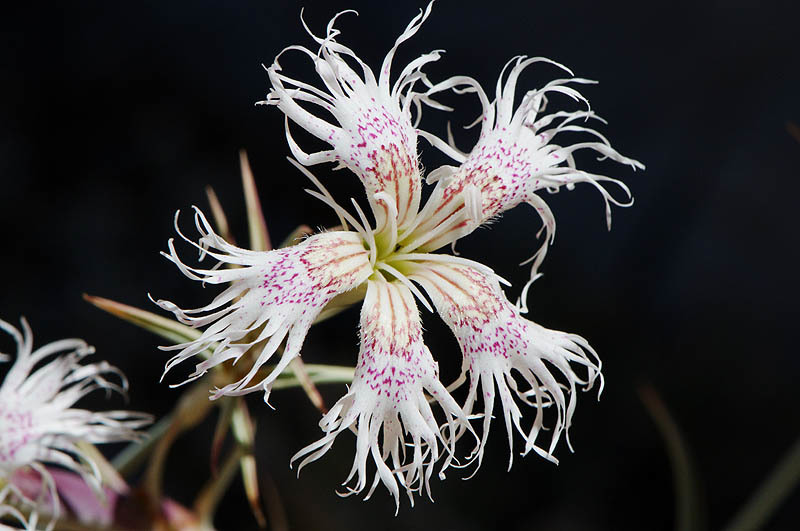 Image of Dianthus libanotis Labill.