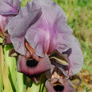 Image of Gilboa Iris