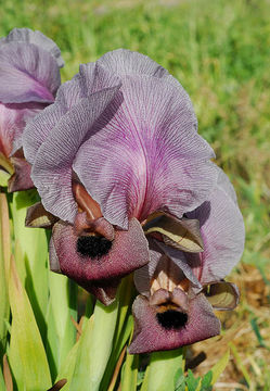 Image of Gilboa Iris