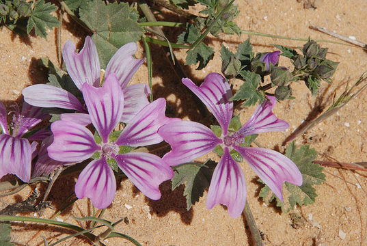 Image of high mallow