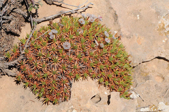 Image of Acantholimon ulicinum (Schult.) Boiss.