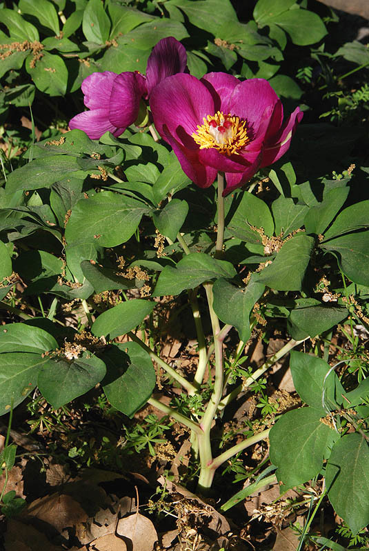 Image of wild peony