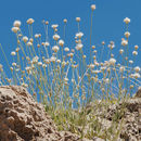 Image of Cephalaria stellipilis Boiss.